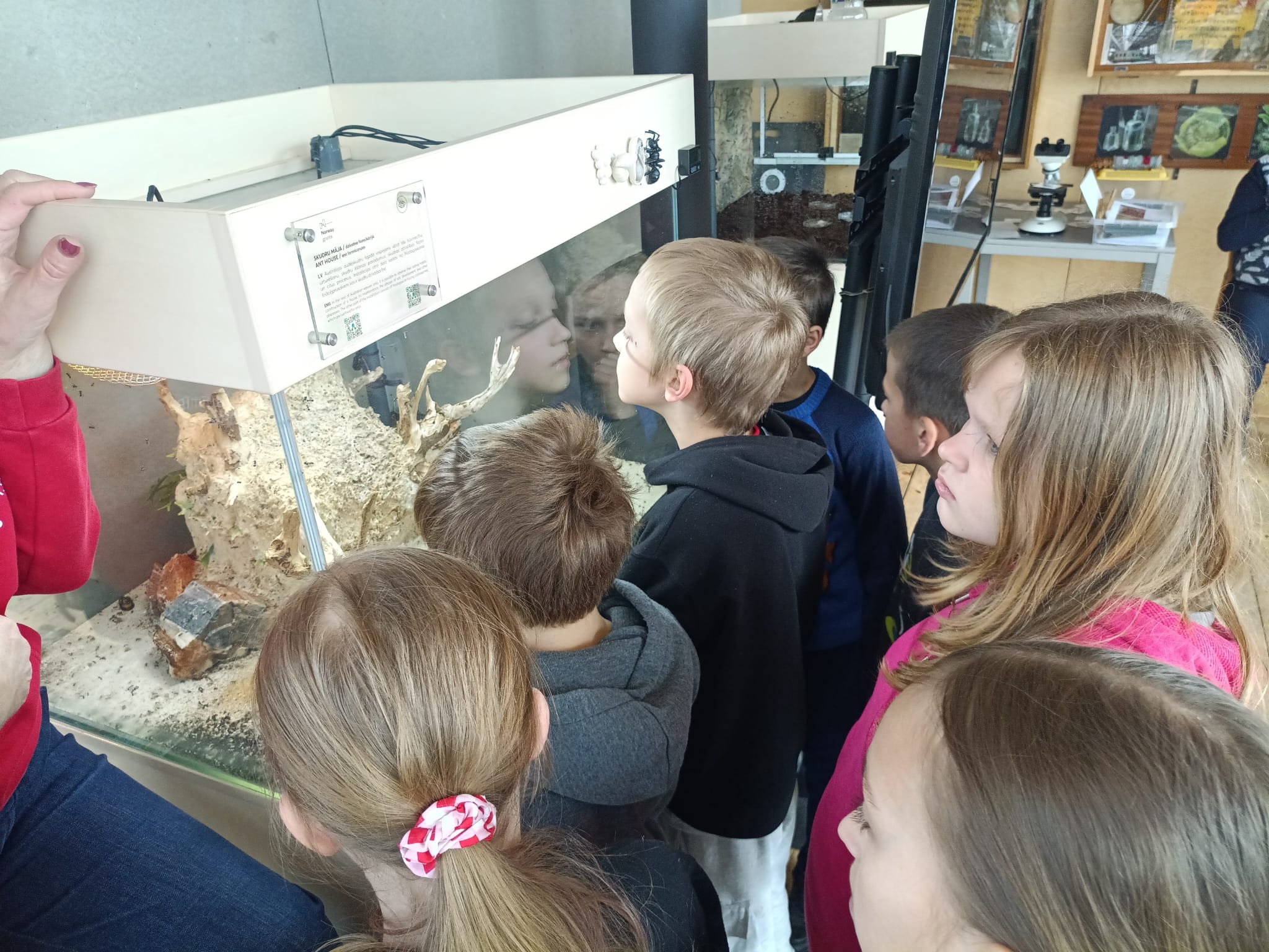 Kukaiņu laboratorija Dabas mājā